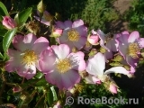 Robe Fleurie Robe Fleurie