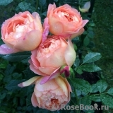 Lady of Shalott Lady of Shalott