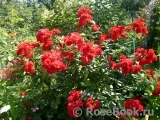 Scarlet Meillandecor Scarlet Meillandecor