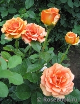 Ashram Ashram