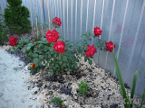 Dame de Coeur Dame de Coeur