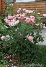 The Alnwick Rose The Alnwick Rose