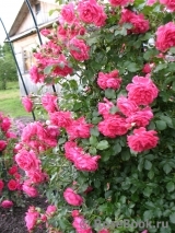 Rosarium Uetersen Rosarium Uetersen