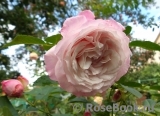 Kordes' Rosenfaszination ® Kordes' Rosenfaszination ®