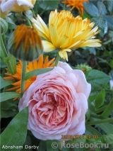 Abraham Darby Abraham Darby