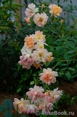Phyllis Bide Phyllis Bide