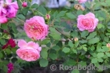 Jubilee Celebration® Jubilee Celebration®