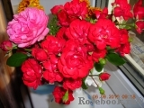 Scarlet Meillandecor Scarlet Meillandecor