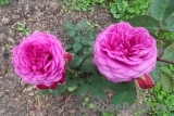 Heidi Klum Rose Heidi Klum Rose