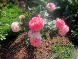 Augusta Luise Augusta Luise