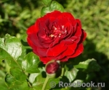 Red Abundance 