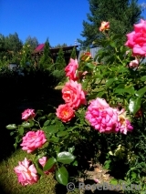 Sommersonne Sommersonne