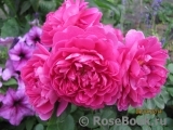 Princess Anne Princess Anne