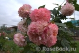 Augusta Luise Augusta Luise