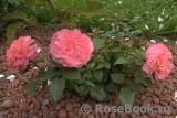 Augusta Luise Augusta Luise