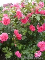 Rosarium Uetersen Rosarium Uetersen