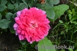 Sophy’s Rose Sophy’s Rose