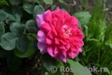 Sophy’s Rose Sophy’s Rose