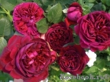 Falstaff® Falstaff®