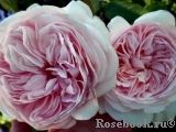 A Shropshire Lad A Shropshire Lad