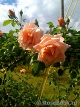 Morgengruss