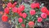 Baby Baccara ® Baby Baccara ®