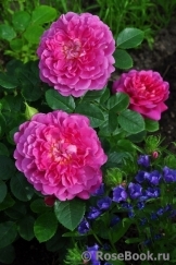 Princess Anne Princess Anne