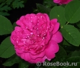 Rose de Rescht Rose de Rescht