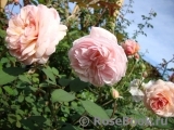A Shropshire Lad A Shropshire Lad
