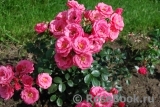 Bella Rosa Bella Rosa