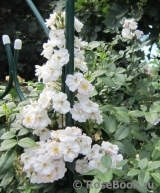 Perennial Blush Perennial Blush