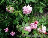 Blossomtime Blossomtime