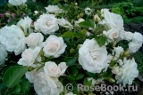 Aspirin Rose Aspirin Rose