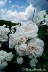 Aspirin Rose Aspirin Rose
