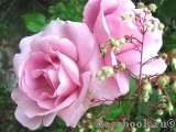 La Rose du Petit Prince La Rose du Petit Prince