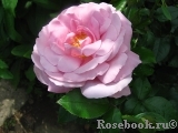 La Rose du Petit Prince La Rose du Petit Prince