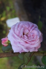 Rosengräfin Marie Henriette Rosengräfin Marie Henriette