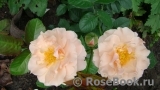Twiggy’s Rose Twiggy’s Rose