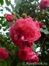 Rosarium Uetersen Rosarium Uetersen