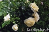 Marie Antoinette Marie Antoinette