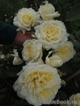 Elfe Elfe