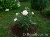 Crocus Rose® Crocus Rose®