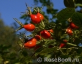 Rosa eglanteria Rosa eglanteria