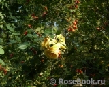 Rosa eglanteria Rosa eglanteria