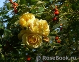 Rosa eglanteria Rosa eglanteria