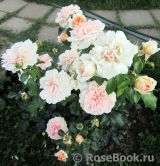 Garden of Roses Garden of Roses