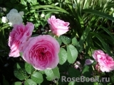 Gertrude Jekyll Gertrude Jekyll
