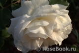 Aspirin Rose Aspirin Rose