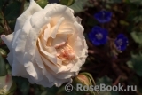 Aspirin Rose Aspirin Rose
