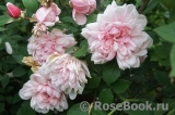 Albertine Albertine